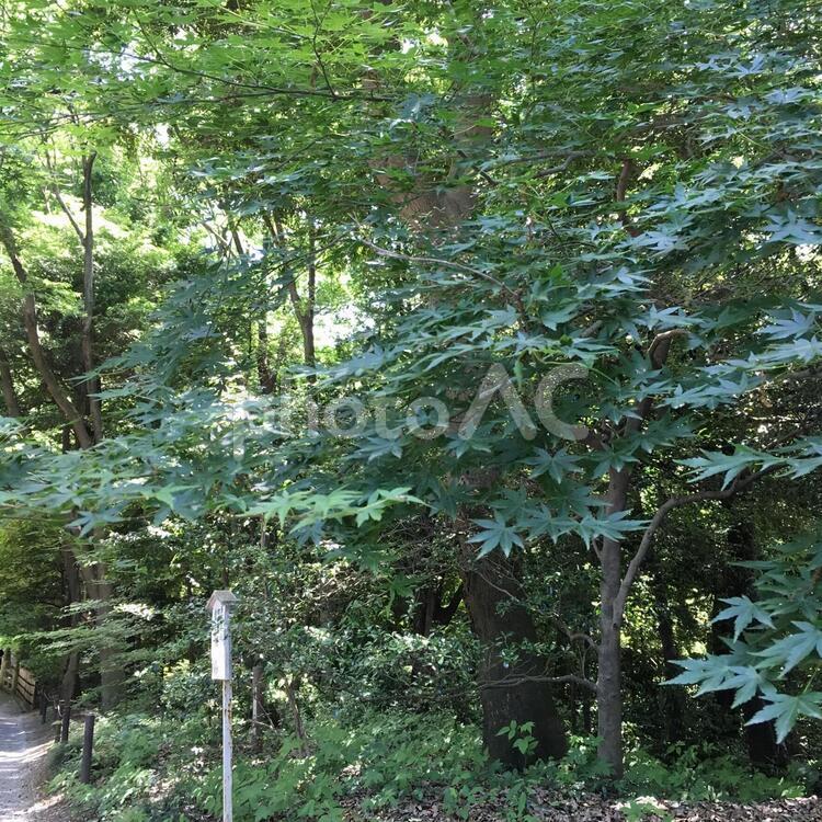 森林浴 葉,木,自然の写真素材