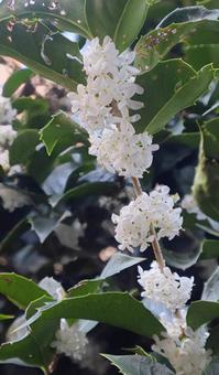 生け垣の役割の写真