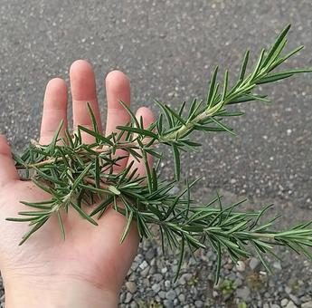 ローズマリー ローズマリー,ハーブ,畑の写真素材