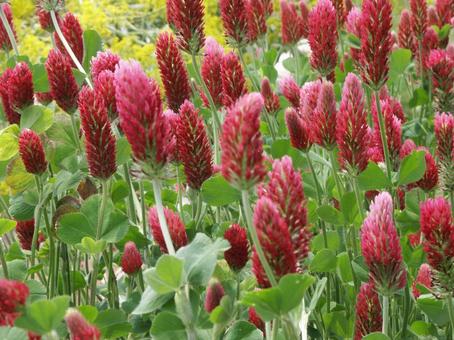 Crimson clover blooming scenery, JPG