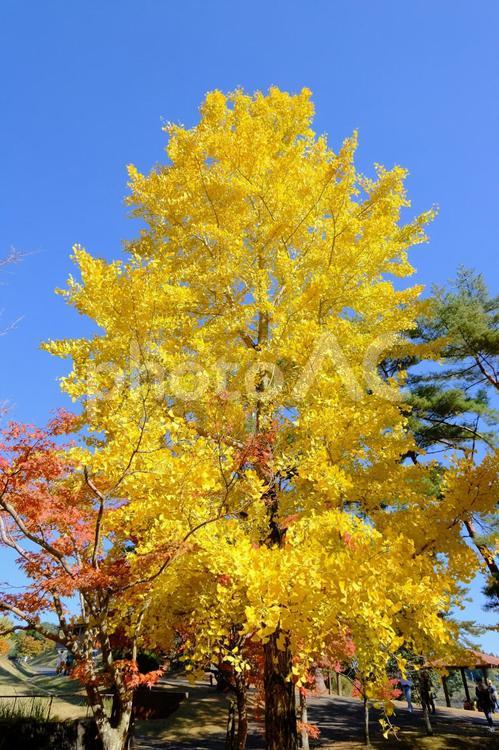 黄色がうつくしいイチョウの木 紅葉,イチョウ,銀杏の写真素材