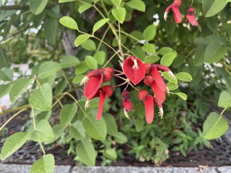 アメリカデイゴの写真