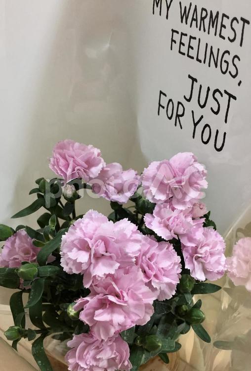 母の日のプレゼント 母の日,カーネーション,プレゼントの写真素材