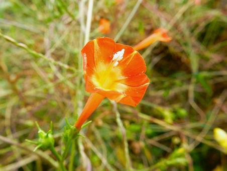 【花の写真】 マルバルコウソウ 【花の写真】 マルバルコウソウ マルバルコウソウ,丸葉縷紅草,花の写真素材