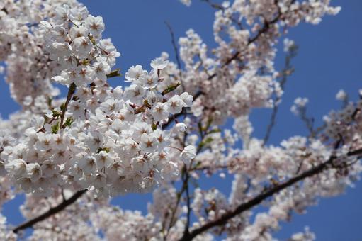 青空の下の桜 青空の下の桜 桜,春,桜の木の写真素材