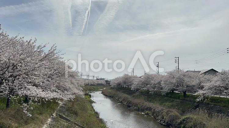 川沿いの桜並木２ 桜,桜並木,春の写真素材