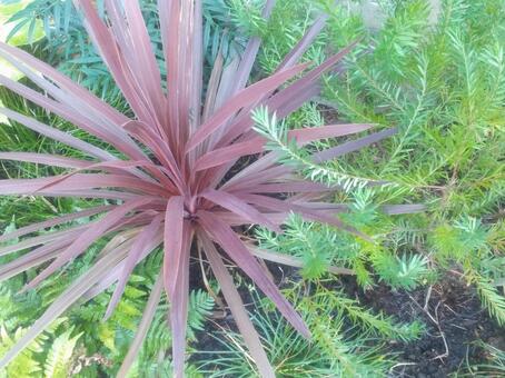 葉 葉,葉っぱ,草の写真素材