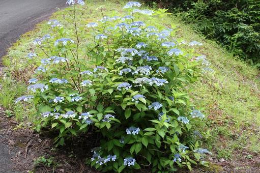 Hydrangea 126, JPG Hydrangea 126, JPG