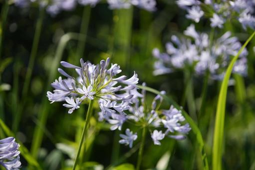 アガパンサス（紫君子蘭）の写真