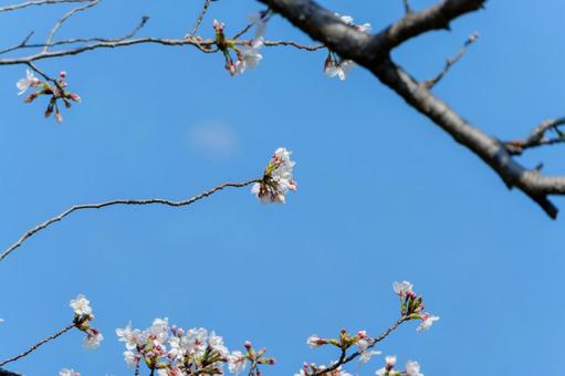 青空に咲き始めた桜の枝 青空に咲き始めた桜の枝の写真