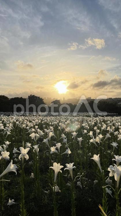 ゆり畑の夕日 ゆり,花,夕日の写真素材