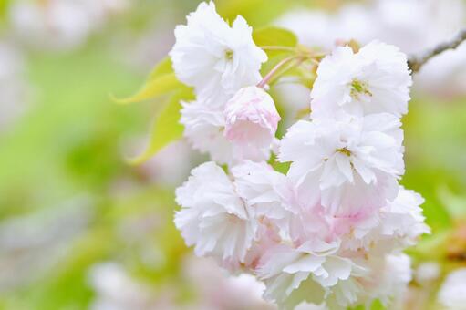 薄紅色の八重桜　松月 松月,桜,八重桜の写真素材