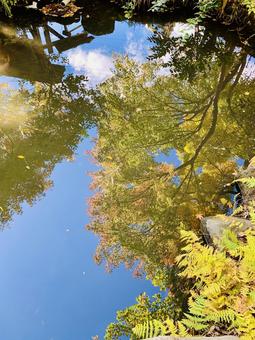 水辺に映る風景 木,庭,自然の写真素材