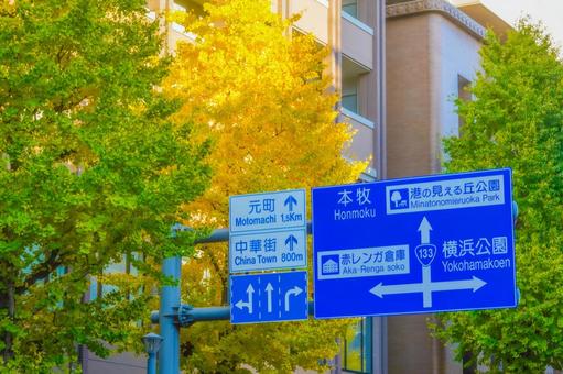 横浜案内標識と銀杏 横浜案内標識と銀杏 標識,道路標識,銀杏の写真素材