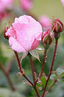 ピンク薔薇 ピンク薔薇 雨粒滴るピンク薔薇,薔薇,ローズの写真素材