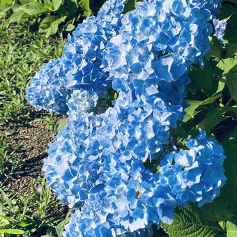 紫陽花 Blue 紫陽花 Blueの写真