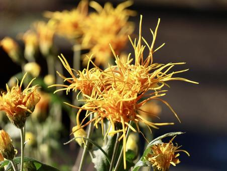 嵯峨菊 菊,キク,嵯峨菊の写真素材