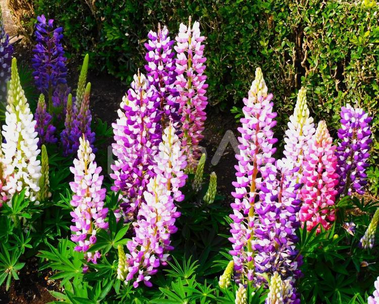 あしかがフラワーパーク『ルピナスの花』 ルピナス,lupinus,マメ科ルピナス属の写真素材
