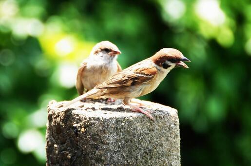 すずめの子育て スズメ,野生動物,鳥類の写真素材