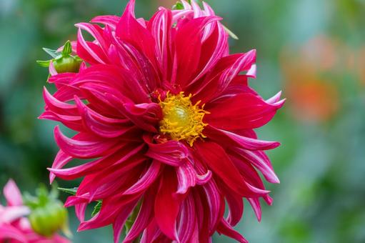 鮮やかな赤のダリアの花 ダリア,花,赤の写真素材