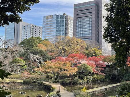 小石川後楽園の鮮やかな紅葉と高層ビル1 小石川後楽園,紅葉,もみじの写真素材