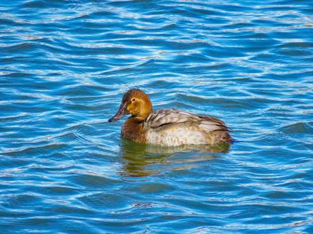 川で泳ぐホシハジロのメス ホシハジロ,野鳥,動物の写真素材