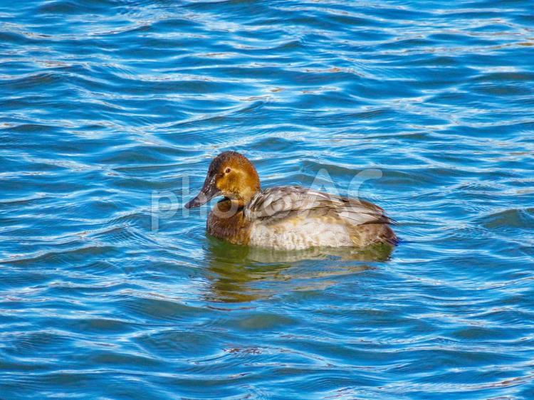 川で泳ぐホシハジロのメス ホシハジロ,野鳥,動物の写真素材