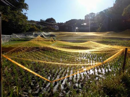 11月、ネットが張られた郊外の水田 田畑,田んぼ,水田の写真素材