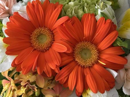 画面いっぱいの花 画面いっぱいの花の写真