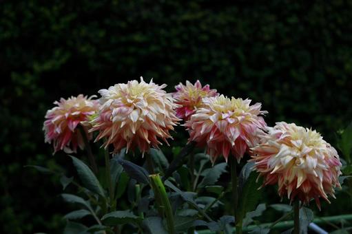 色鮮やかな大輪 色鮮やかな大輪 ダリア,花,キク科の植物の写真素材