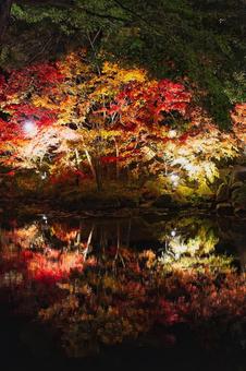 赤と黄金色の水鏡が美しい夜の公園 夜景,夜,紅葉の写真素材