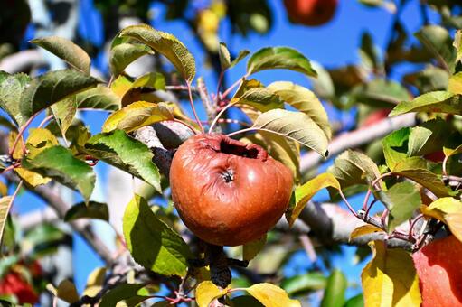 食害　鳥に食べられたりんご 果物,りんご,鳥に食べられたりんごの写真素材