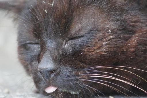 ねこ ねこの写真