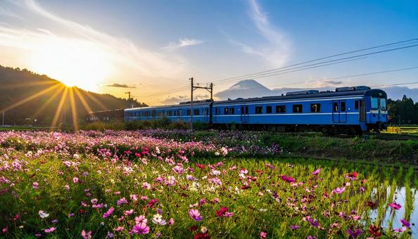 コスモス畑の中を走るブルートレインの旅 コスモス畑の中を走るブルートレインの旅の写真