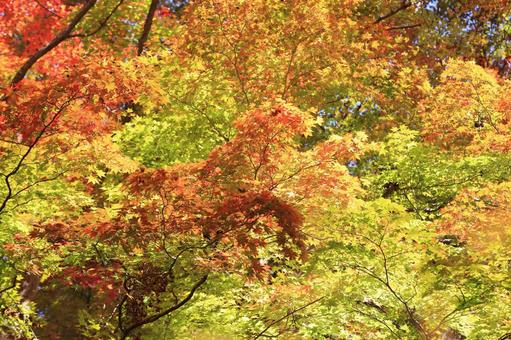 色づく紅葉 色づく紅葉の写真