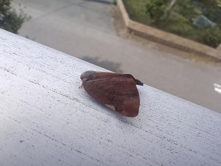 チュウゴクアミガサハゴロモ アミガサハゴロモ,チュウゴクアミガサハゴロモ,ハゴロモの写真素材