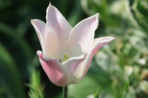 チューリップ チューリップ,花,花びらの写真素材