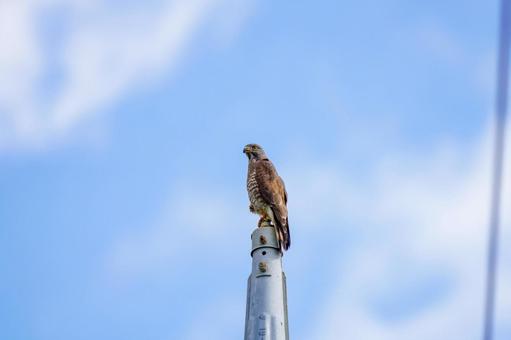 Photo, grey-faced buzzard, difference, thorn feather, 