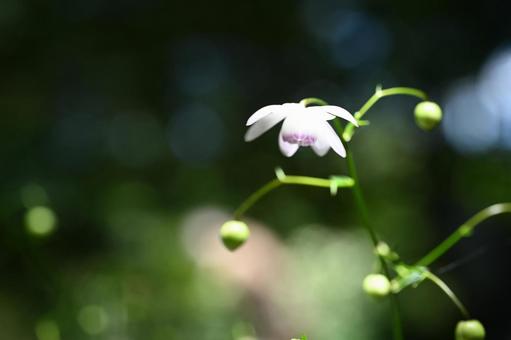 赤城自然園で撮ったレンゲショウマの写真