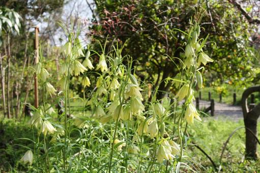バイモ・貝母　咲く風景 バイモ,フラワー,網目模様の写真素材