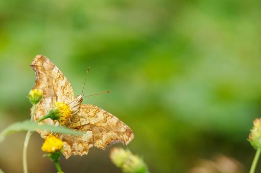 花の蜜を吸うタテハ蝶 花の蜜を吸うタテハ蝶 昆虫,虫,蝶の写真素材