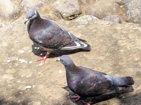 鳩 二羽 鳩 二羽 鳩,鳥,平和の写真素材