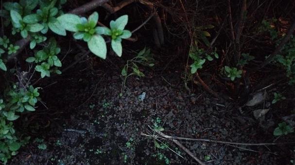 樹木の奥には何がある? 樹木の奥には何がある?の写真
