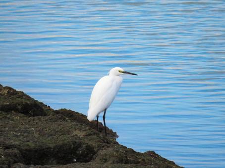 水辺に佇むコサギ コサギ,野鳥,動物の写真素材