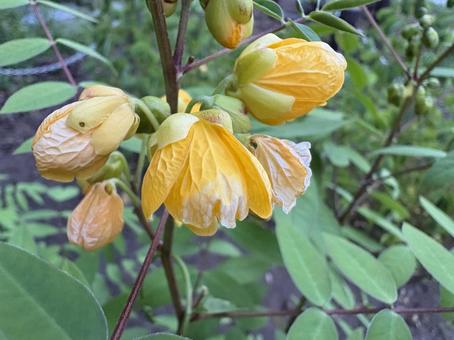 ハブソウの花 01 波布草,槐葉柄,ハブソウの写真素材