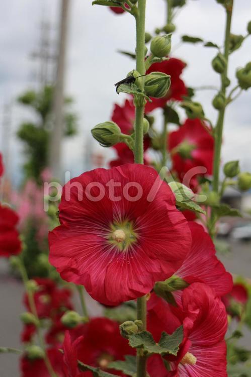 街中の赤いタチアオイ タチアオイ,赤いタチアオイ,市花の写真素材