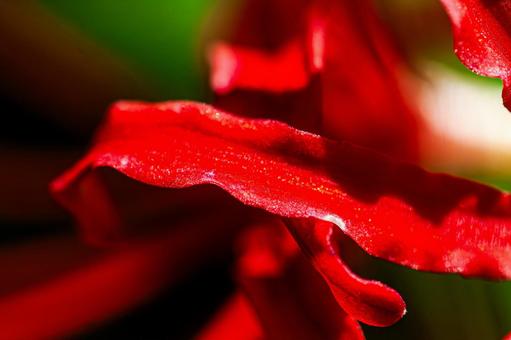 Red petals of red spider lily, JPG Red petals of red spider lily, JPG