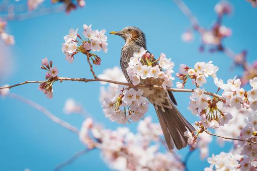 桜にとまるヒヨドリ ヒヨドリ,さくら,春の写真素材