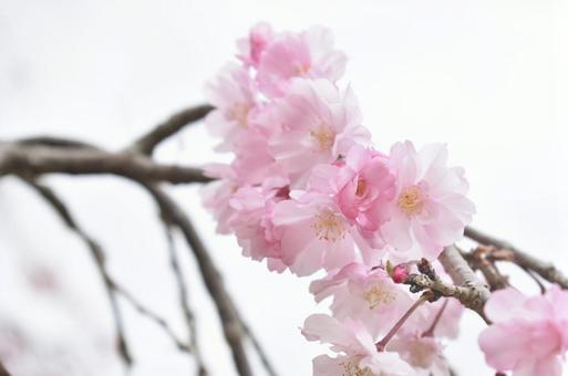 ピンクの桜たち ピンクの桜たちの写真