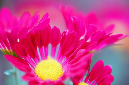 菊 野菊,花,ピンクの写真素材